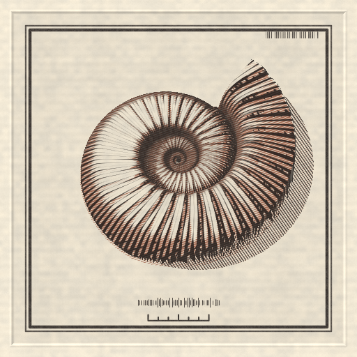 Plate XXIV: Ammonite